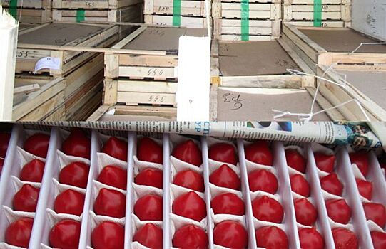 Предвестник томатопокалипсиса ехал в Россию из Узбекистана с крупной партией помидоров