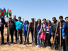 Несколько десятков деревьев высадили в Баку в честь 10-летия «МИР 24»