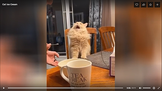 Забавная реакция кота на мороженое рассмешила пользователей Сети