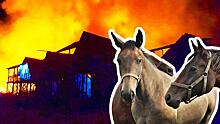 Лошади погибли в огне на ранчо «Идальго». Владелец уверен — это поджог