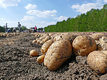 В Поморье осваивают заброшенные земли для выращивания зерна и картошки