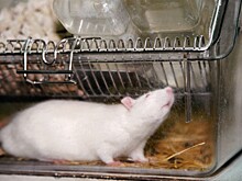 Вакцина от коронавируса даёт положительный результат на крысах