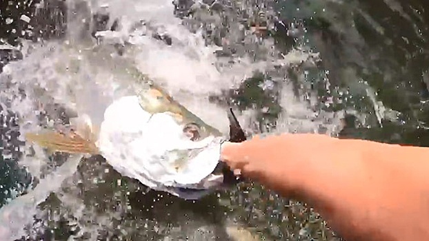 Гигантская рыба выпрыгнула из воды и проглотила руку туриста по локоть: видео