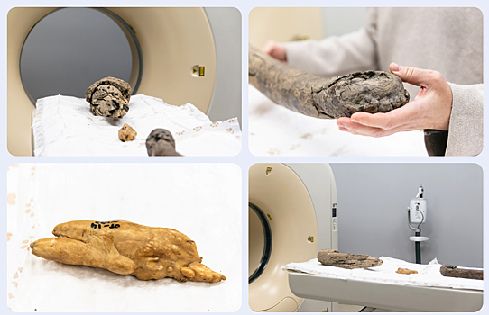 В НГУ впервые в России томографировали бивни мамонтов