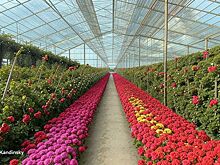В Удмуртии планируют вырастить 9 000 000 роз в теплицах