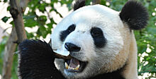 Московский зоопарк покажет жизнь панд