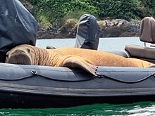 В Ирландии построили понтон для моржа, который топил лодки