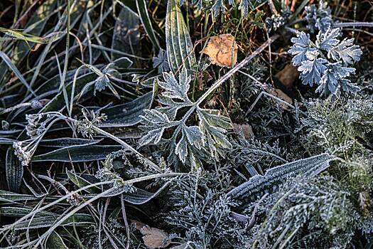 Жителей Подмосковья предупредили о заморозках