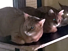 В Подмосковье из пожара спасли десять породистых кошек