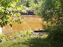 Загрязнение Химкинского водохранилища намерены устранить до конца недели