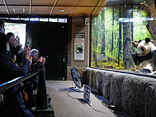 Панды едут домой: пойдет ли премьер Японии на политическое харакири ради медведей из КНР