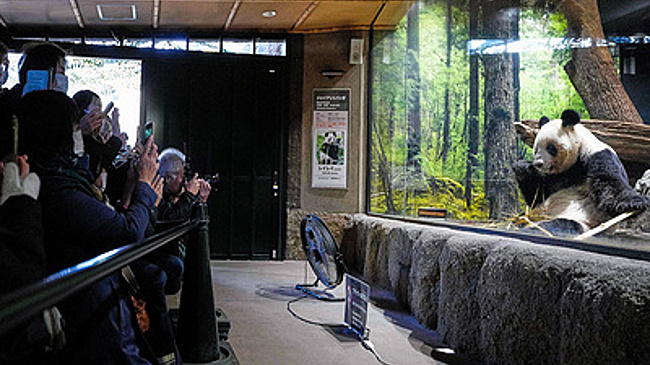 Панды едут домой: пойдет ли премьер Японии на политическое харакири ради медведей из КНР