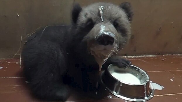 Документальный фильм 360: как работает медвежий детский сад в Тверской области