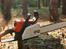 В сквере Воронина спилили плодовые деревья