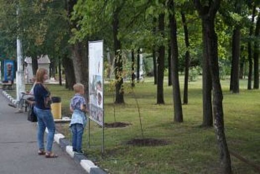 В Белгороде в Центральном парке исследовали деревья, намеченные под спил