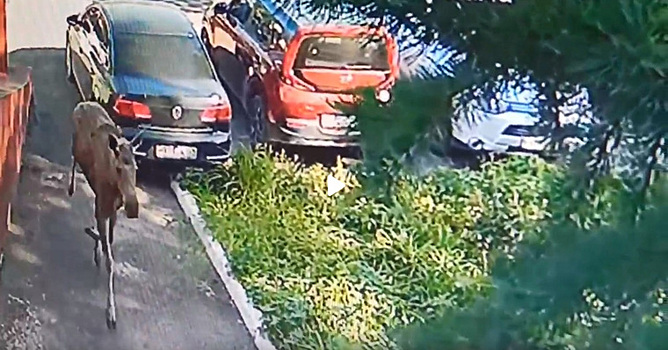 В Перми лось повредил авто на территории оборонного завода