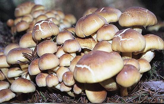 Ядовитые грибы могут заявить о себе и через трое суток
