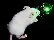 Биоадгезивный беспроводной имплантат, излучающий свет, уничтожает раковые клетки