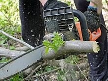 Юрист Русяев предупредил дачников об уголовной ответственности за спиленные соседские деревья