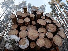 Две фирмы из КНР задолжали лесоторговой иркутской компании $1,7 млн