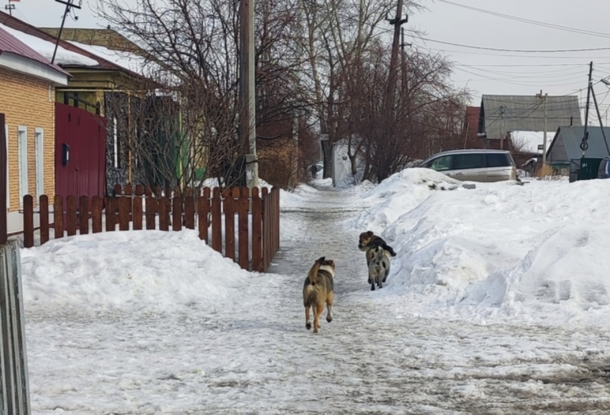 В мэрии Омска заявили, что выезжали на отлов собак на Стальского пять раз