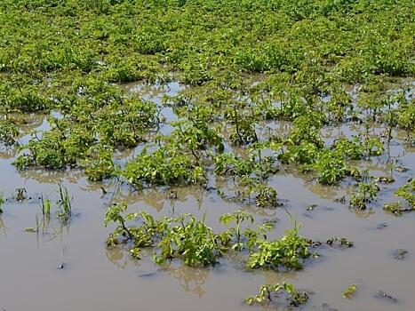 Пострадавшие от наводнения в 2022 году получат компенсацию за погибший урожай