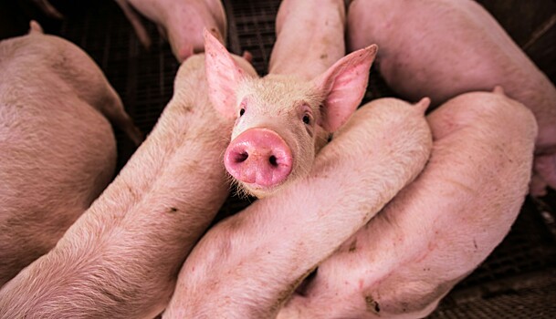Новые ветправила борьбы с рожей свиней могут вступить в силу уже в 2025 году