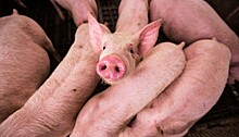 Новые ветправила борьбы с рожей свиней могут вступить в силу уже в 2025 году