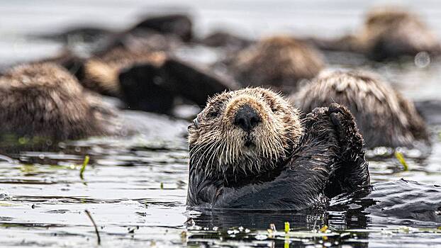 В Москве на снегу нашли следы косули, выдры и лысухи