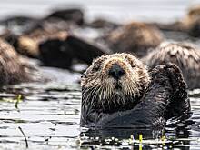 В Москве на снегу нашли следы косули, выдры и лысухи