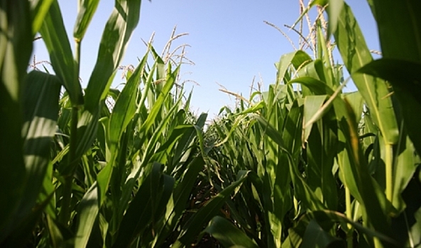 В Иран из Волгоградской области отправили 29,9 тысячи тонн кормовой кукурузы