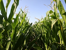 В Иран из Волгоградской области отправили 29,9 тысячи тонн кормовой кукурузы