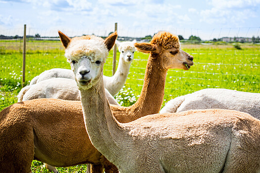 Альпаки помогли создать эффективное лекарство от герпеса