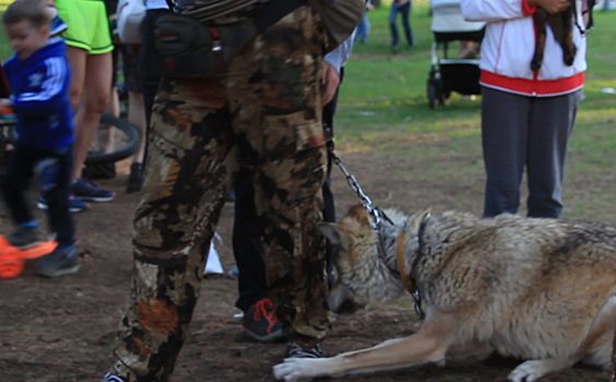 В челябинском парке мужчина организовал аттракцион с диким волком
