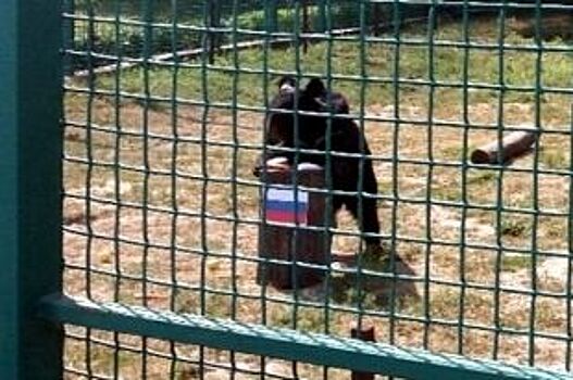В Белгороде медведица предсказала победу России в матче с Египтом