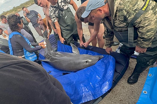 Как на Кубани спасли заплывшего из моря далеко в реку дельфина