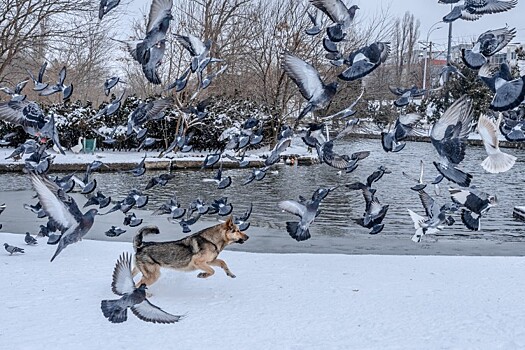 Две новые площадки для дрессировки собак и разведения голубей появятся в Краснодаре