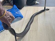 Укушенный ядовитой змеей мужчина позвонил бабушке перед смертью