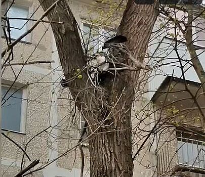 В Ростове птицы напали на залезшего на дерево кота