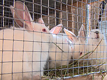 Малообеспеченные семьи в Армении обзавелись кроличьими фермами