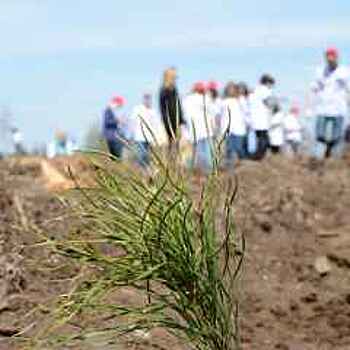 Почти 13 тыс. деревьев и кустарников высадили во время экологической акции в Подольске