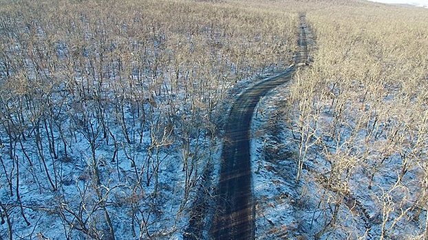 Сломанные деревья и упавшие столбы: кадры последствий разгула стихии на острове Русский 