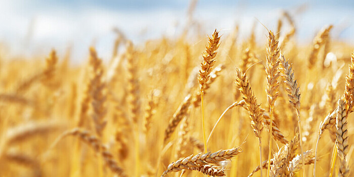 Уборку зерновых приостановили из-за непогоды в Казахстане