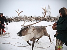 На Ямале рассказали о новых мерах поддержки коренных народов