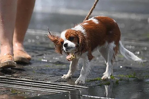 Ветеринар Шеляков рассказал о вреде охлаждающих ковриков для животных