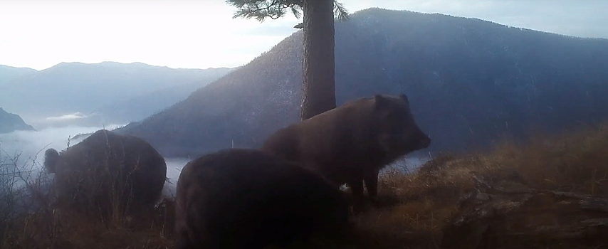 В Саяно-Шушенском заповеднике нашли флэшку от фотоловушки, которую разобрал медведь