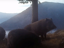 В Саяно-Шушенском заповеднике нашли флэшку от фотоловушки, которую разобрал медведь