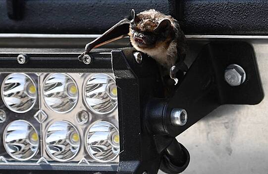 Москвичам дали советы при встрече с летучей мышью в квартире