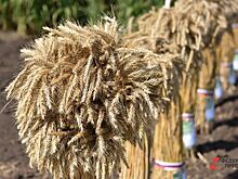 В Тюменской области установили еще один рекорд урожайности