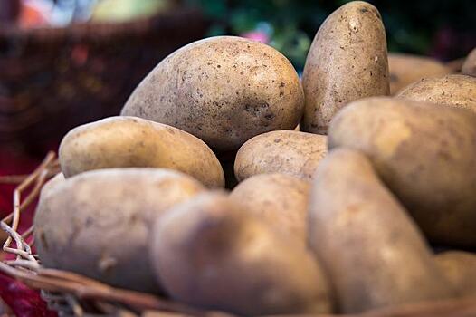 Россия и Германия будут осуществлять взаимные поставки картофеля